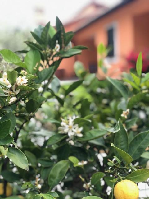 Il Giardino Delle Rose Apartment Spello Exterior foto