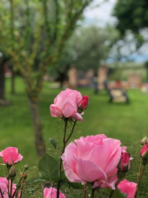 Il Giardino Delle Rose Apartment Spello Exterior foto